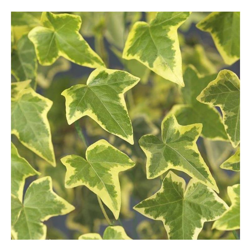 Hedera Goldchild