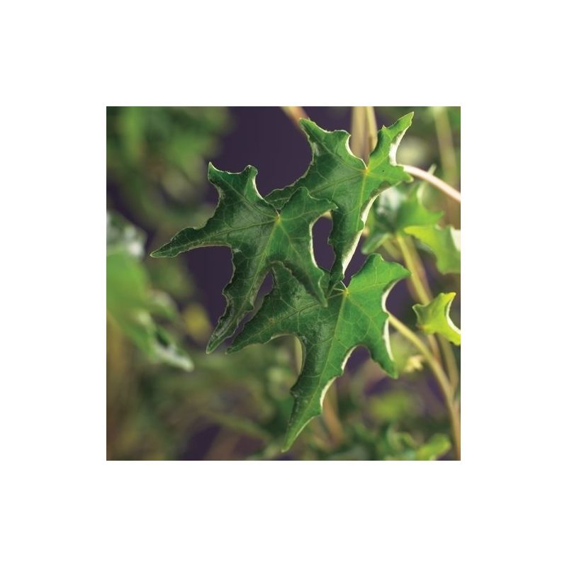 Hedera Ivalace
