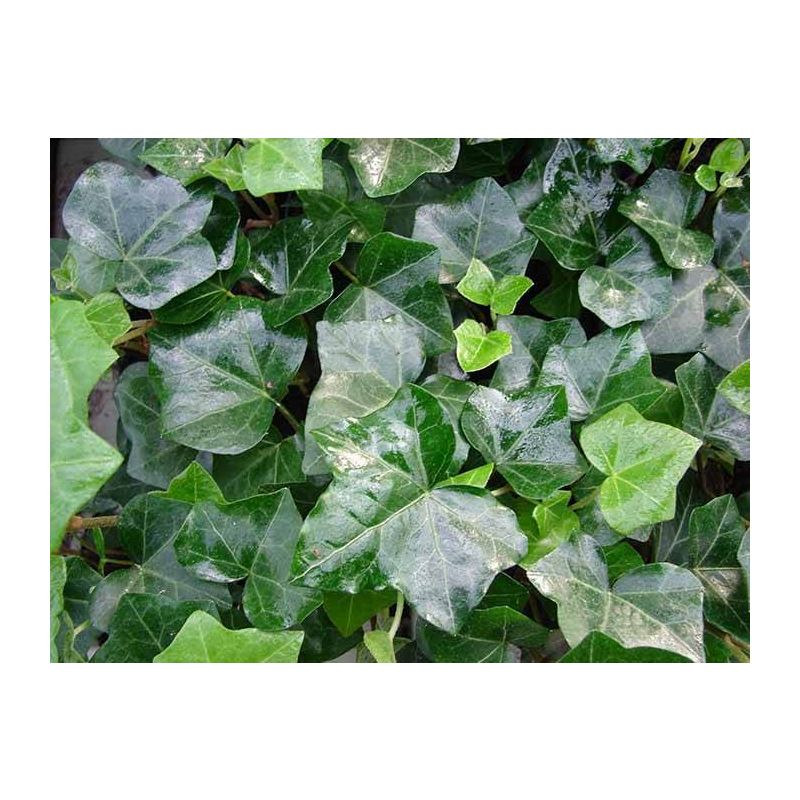 Hedera hibernica 