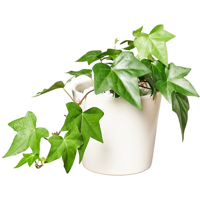 Hedera Montgomery