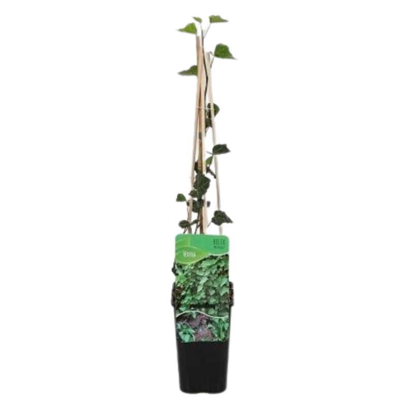 hedera pflege Tipps zur Pflege deiner Pflanze : Hedera Helix Wonder – PflanzenFuerAlle main image 1