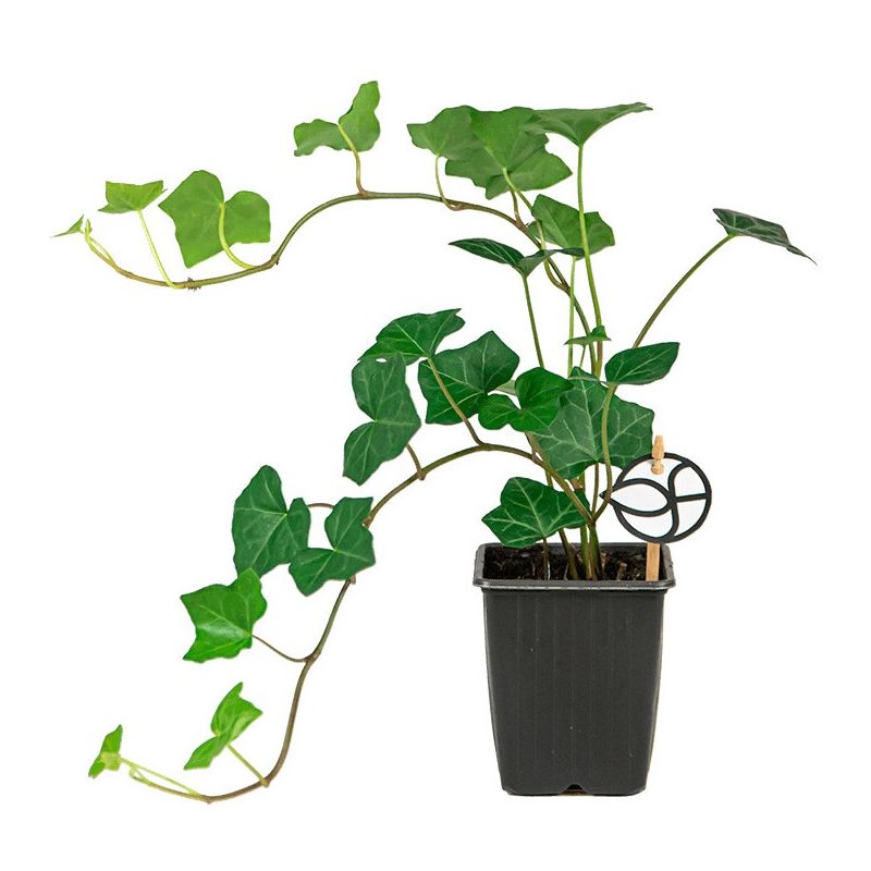 Hedera hibernica 