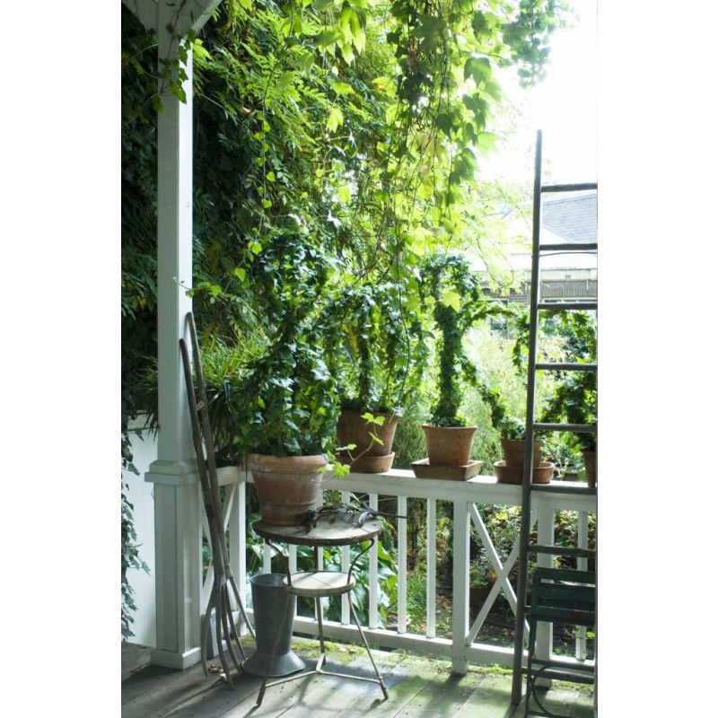 Hedera helix Wonder