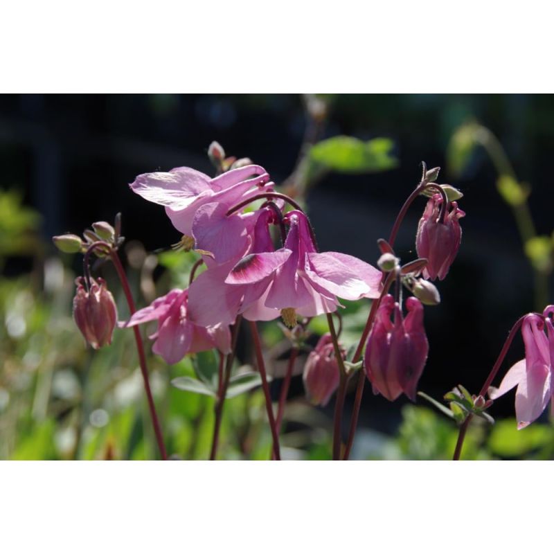 Aquilegia Heidi 