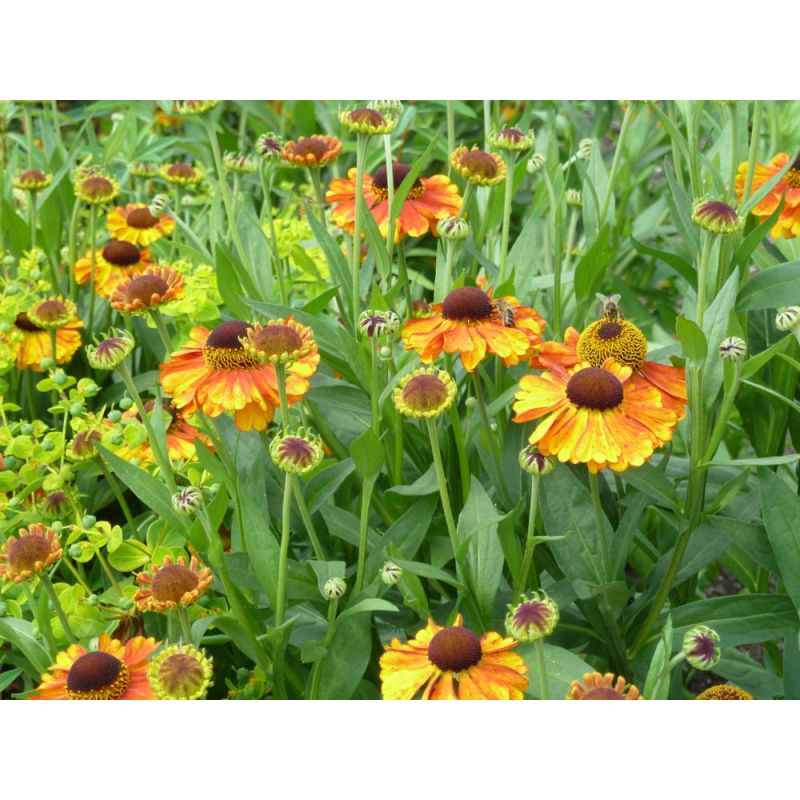 Helenium Sahin's Early Flowerer