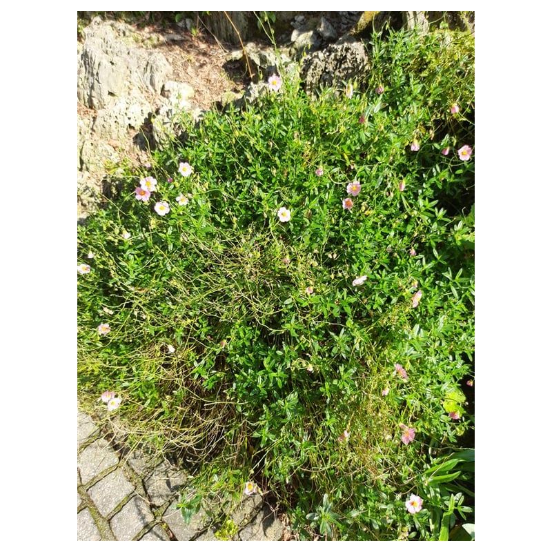 Helianthemum Lawrenson's Pink 
