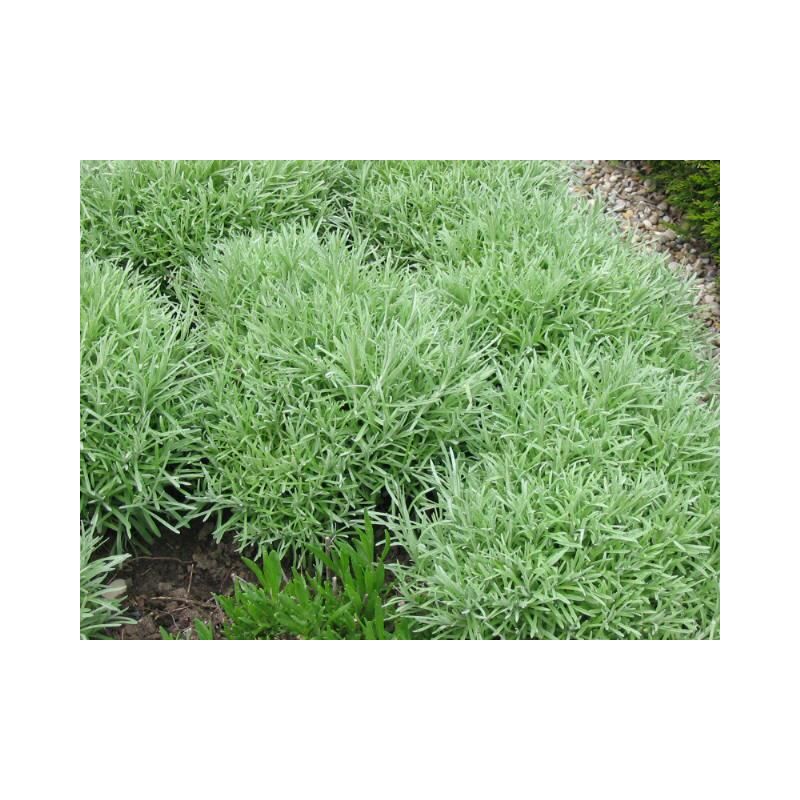Helichrysum italicum 