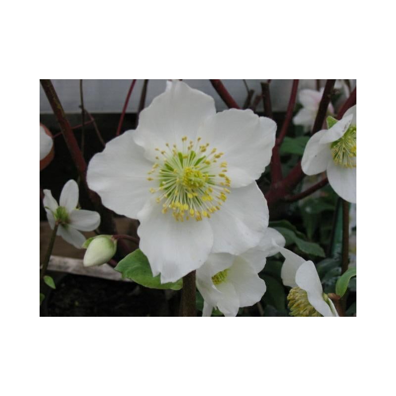 Helleborus niger