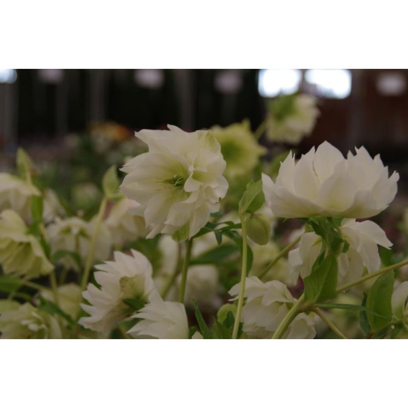 Helleborus Double Ellen White 