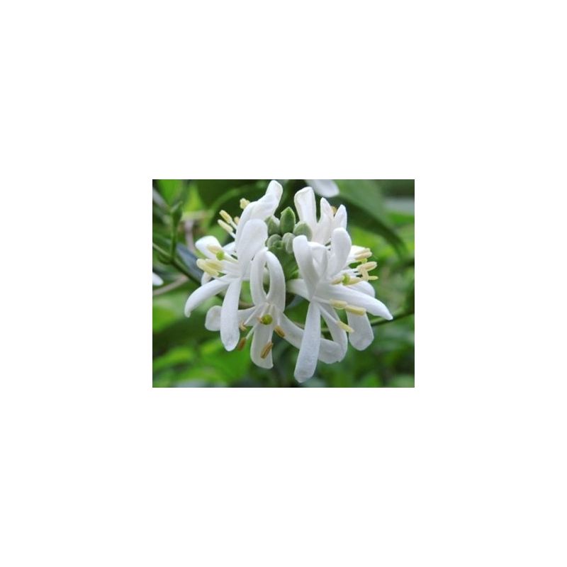 Heptacodium miconioides - solitair