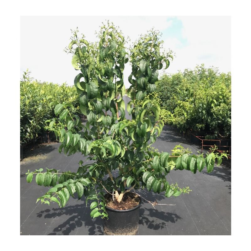 Heptacodium miconioides - solitair
