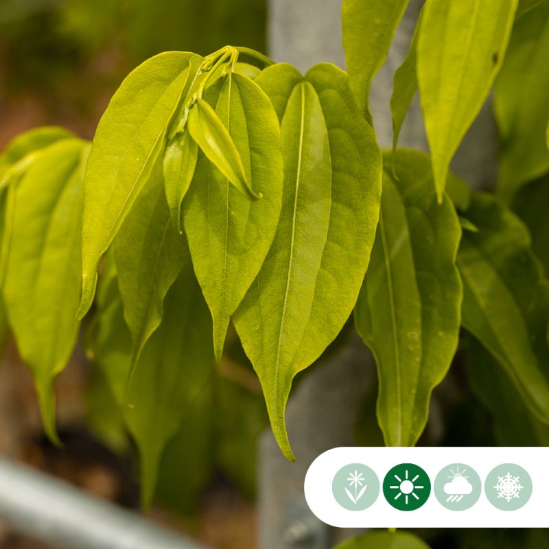 Heptacodium miconioides - solitair