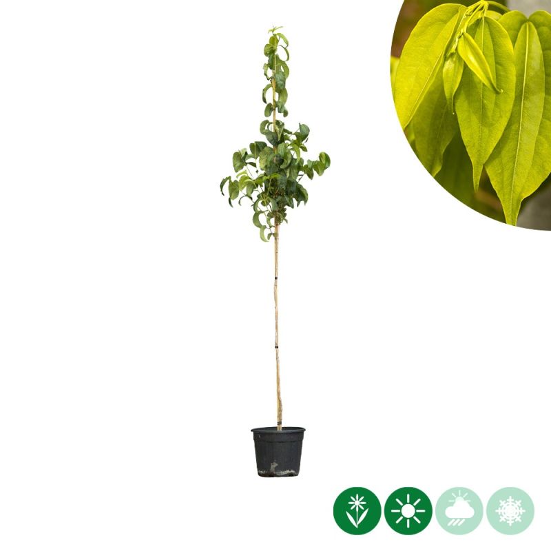 Heptacodium miconioides - hoogstam