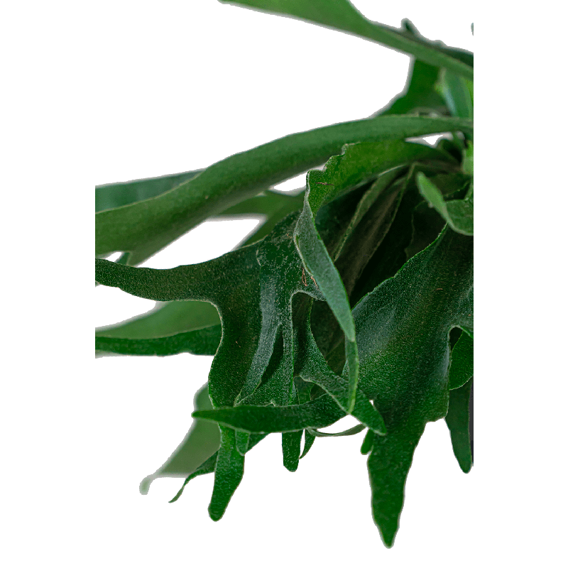 Platycerium Bifurcatum