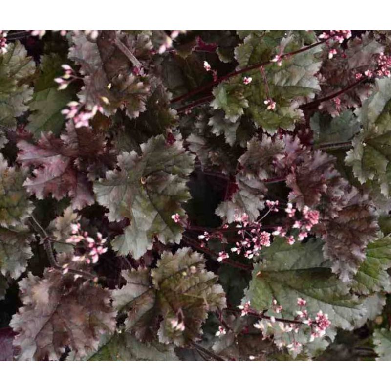 Heuchera Binoche 