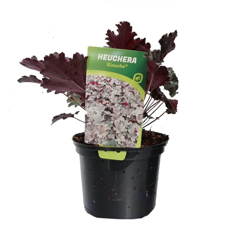 Heuchera Binoche 