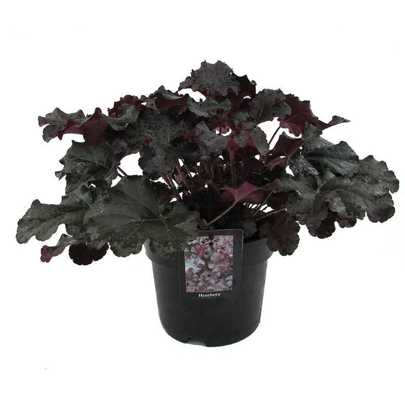 Heuchera Blackout 