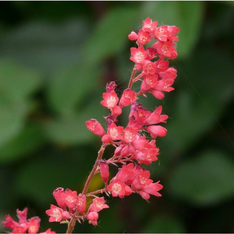 Heuchera Pluie de Feu