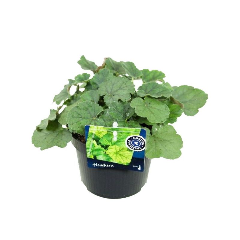 Heuchera Pluie de Feu