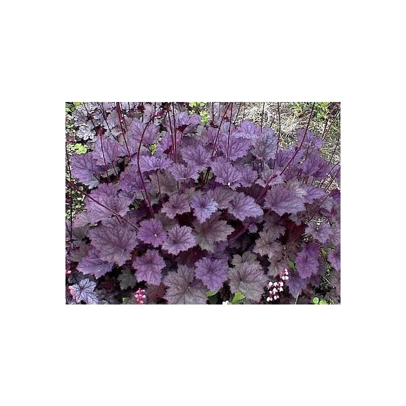 Heuchera Frosted Violet