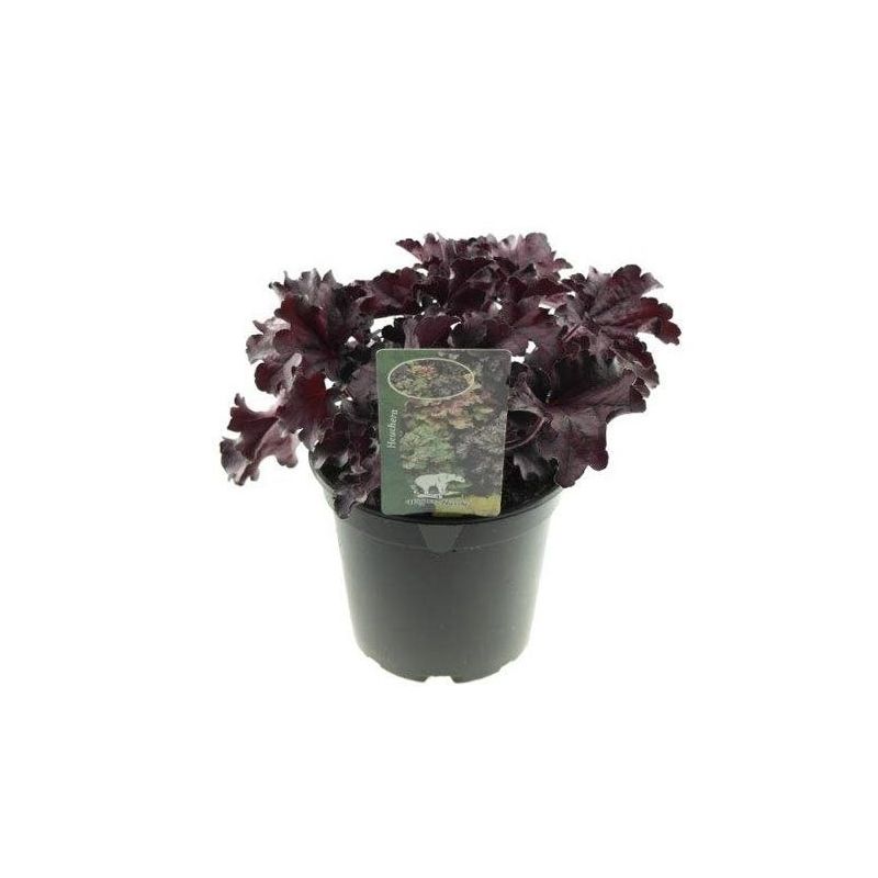 Heuchera Frosted Violet