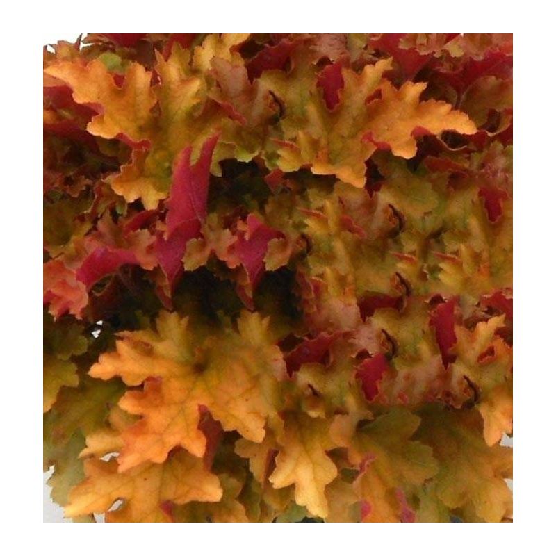 Heuchera Marmalade 