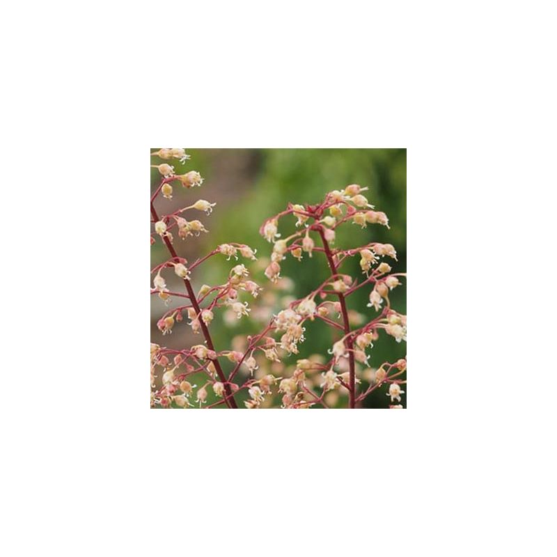Heuchera Marmalade 