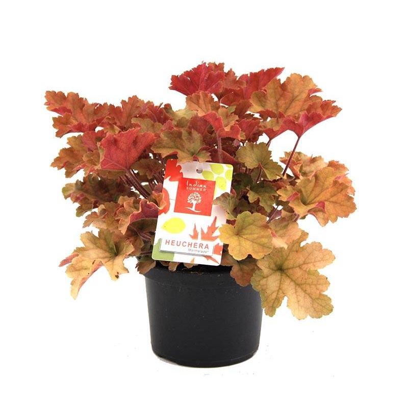 Heuchera Marmalade 