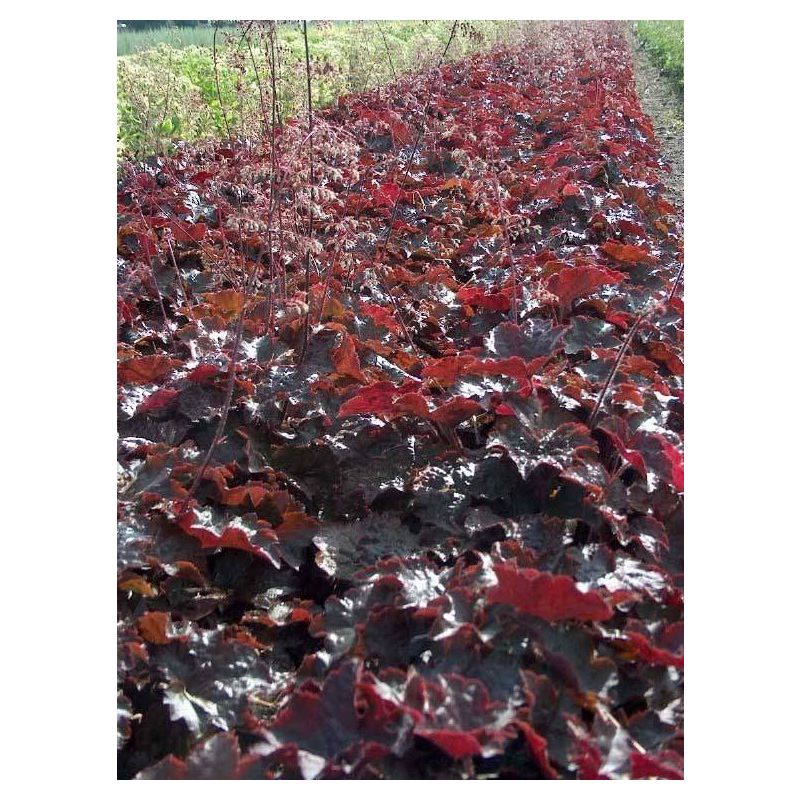 Heuchera Palace Purple 