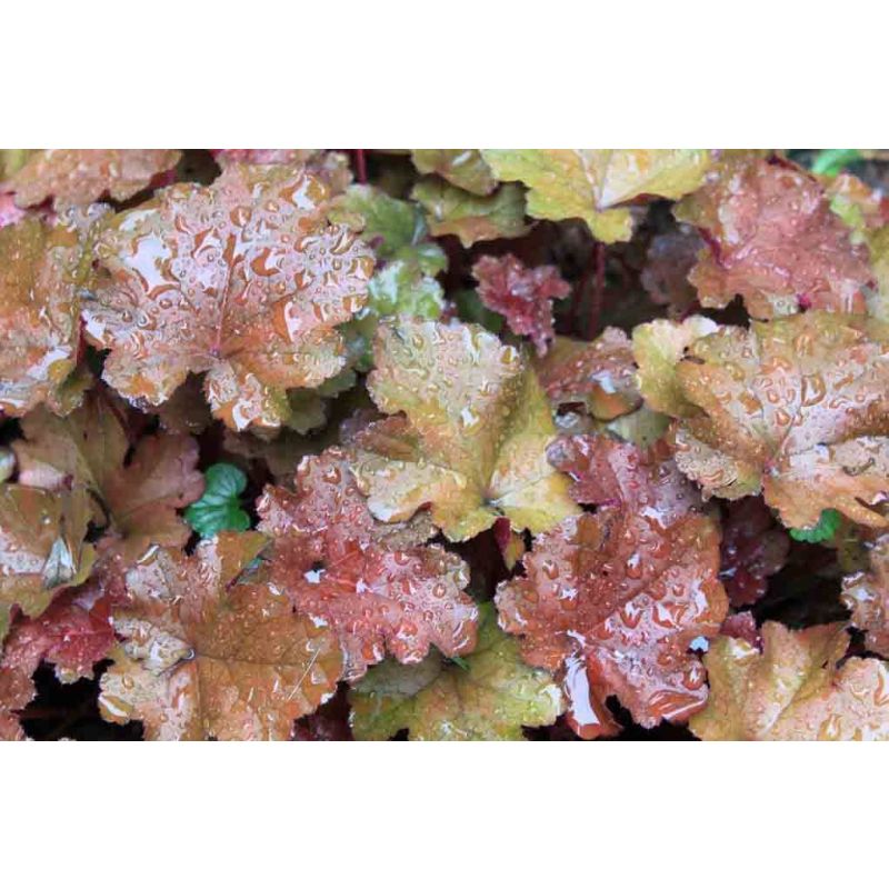 Heuchera Rachel 