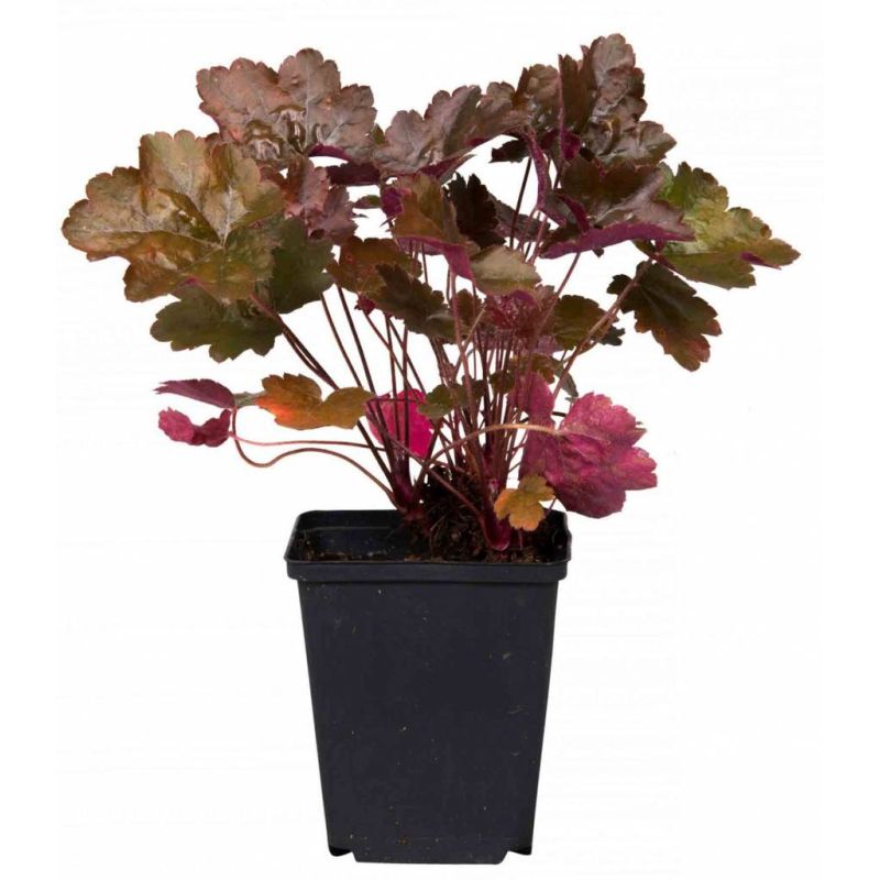 Heuchera Rachel 