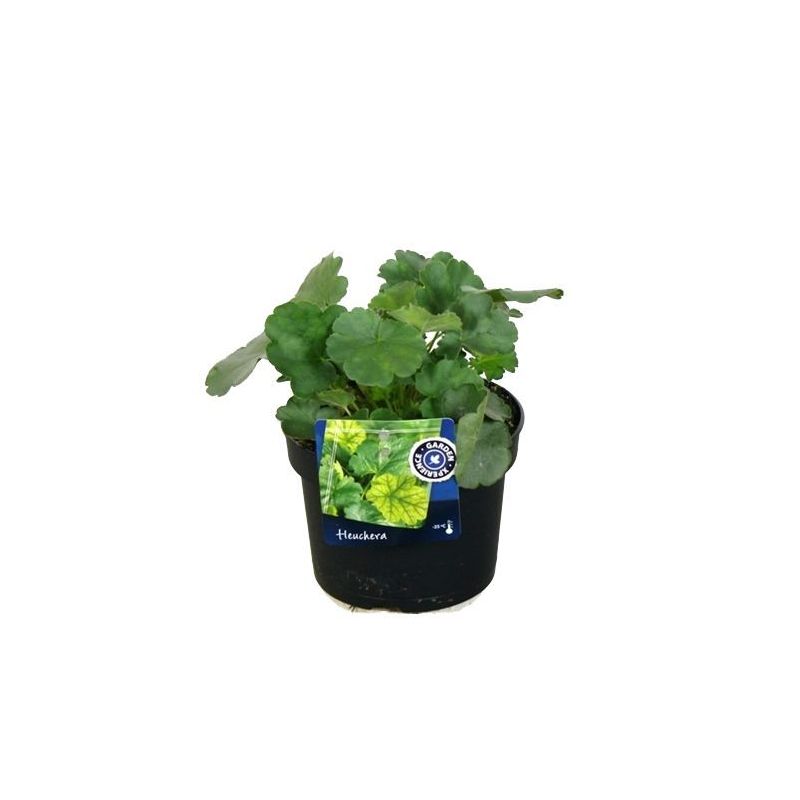 Heuchera Leuchtkafer