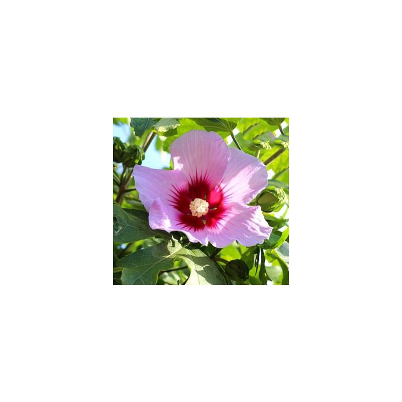 Hibiscus Woodbridge