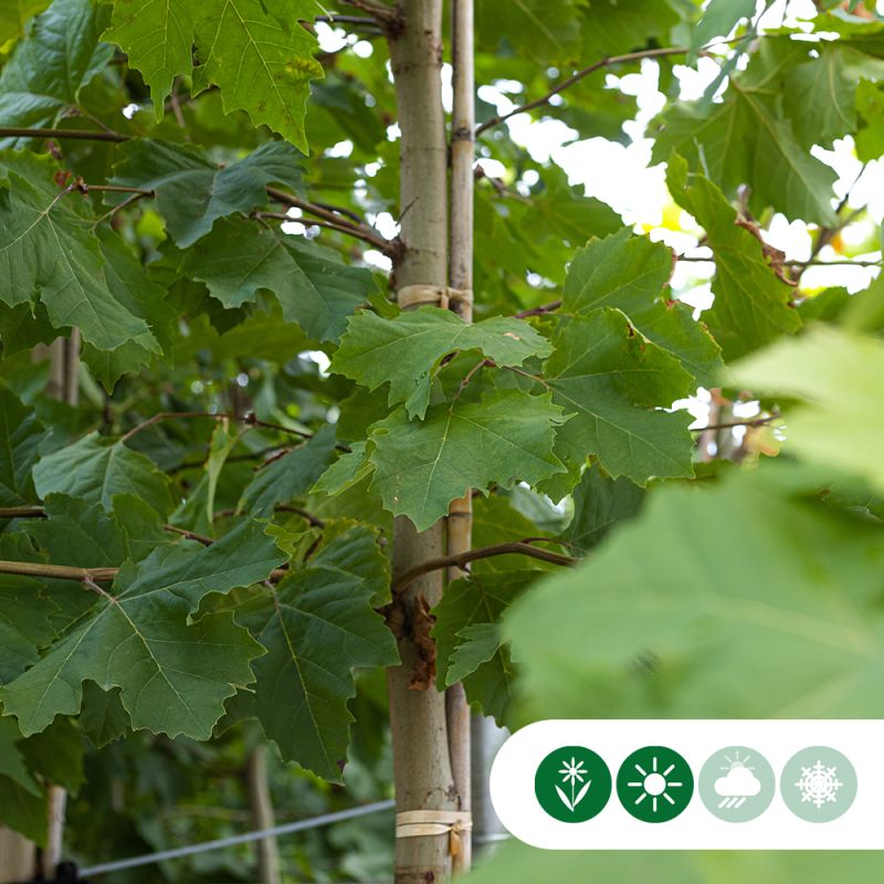 Platanus hispanica - volgroeid