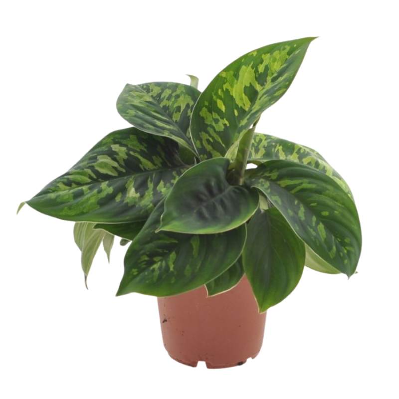Homalomena Camouflage