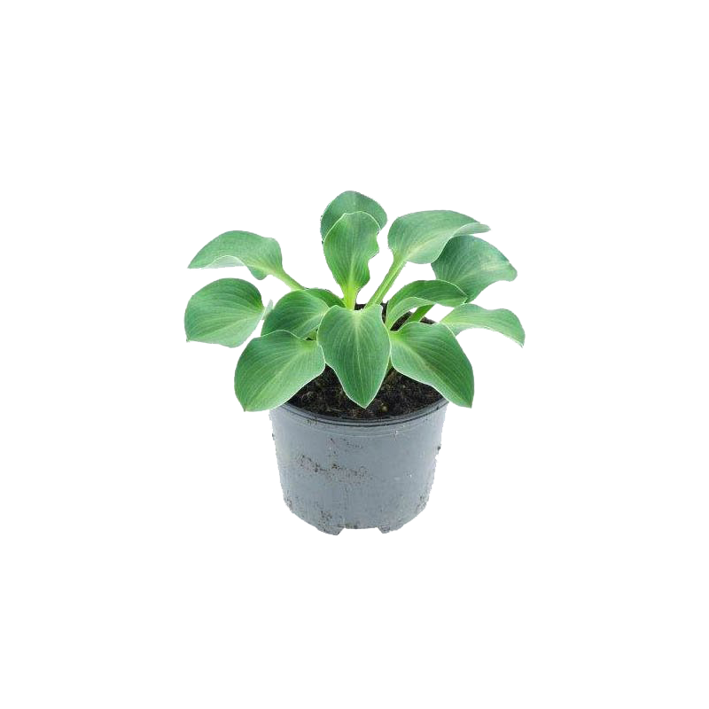 Hosta Blue Cadet 