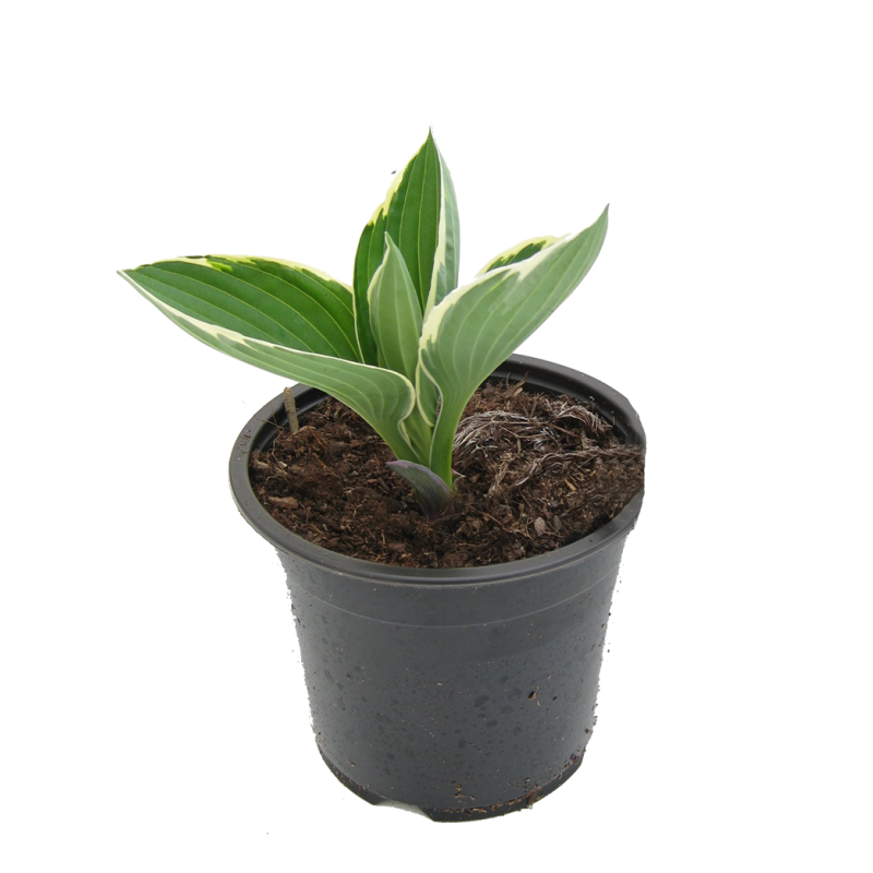 Hosta Francee