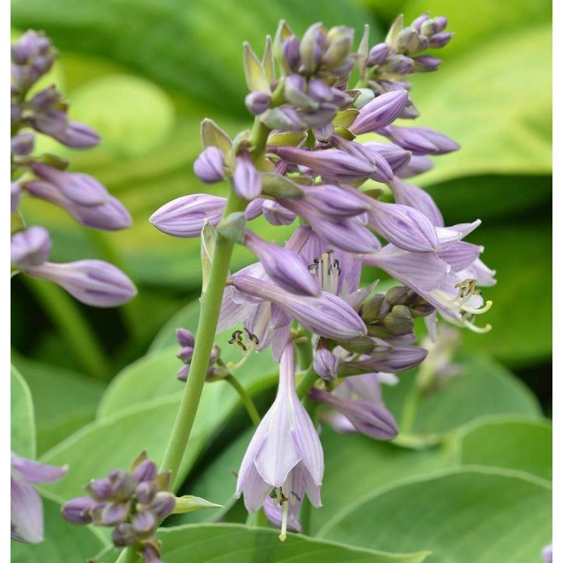 Hosta Sum and Substance 