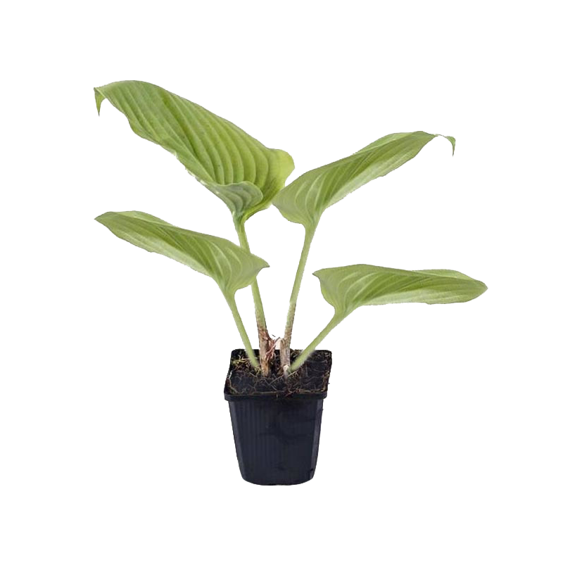 Hosta Sum and Substance 