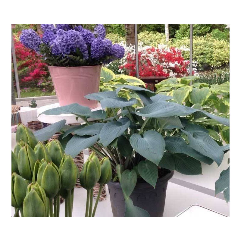 Hosta Halcyon