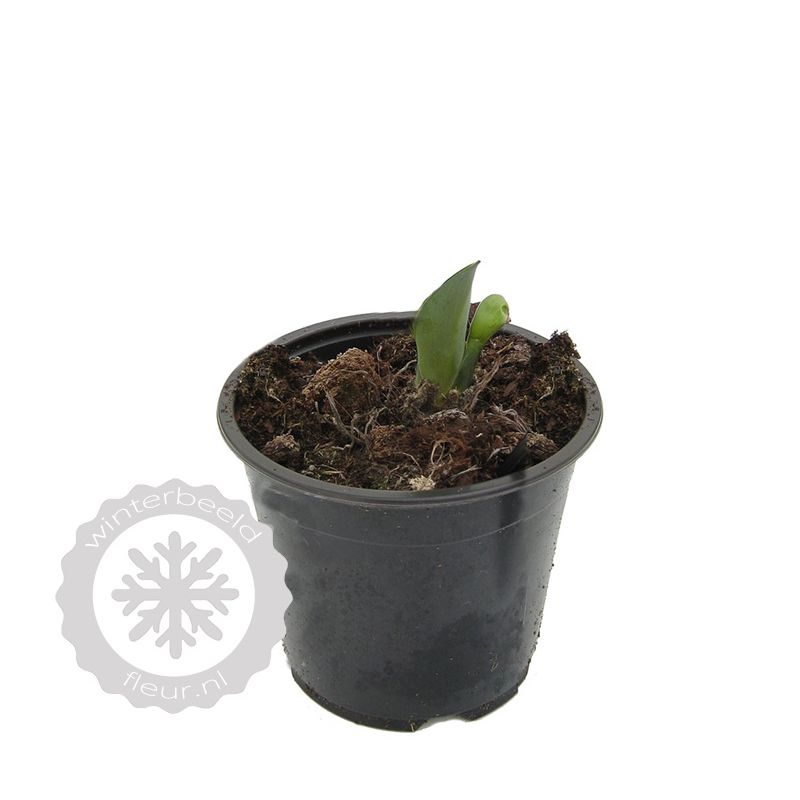 Hosta Halcyon