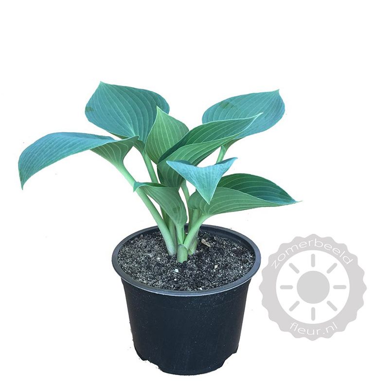 Hosta Halcyon
