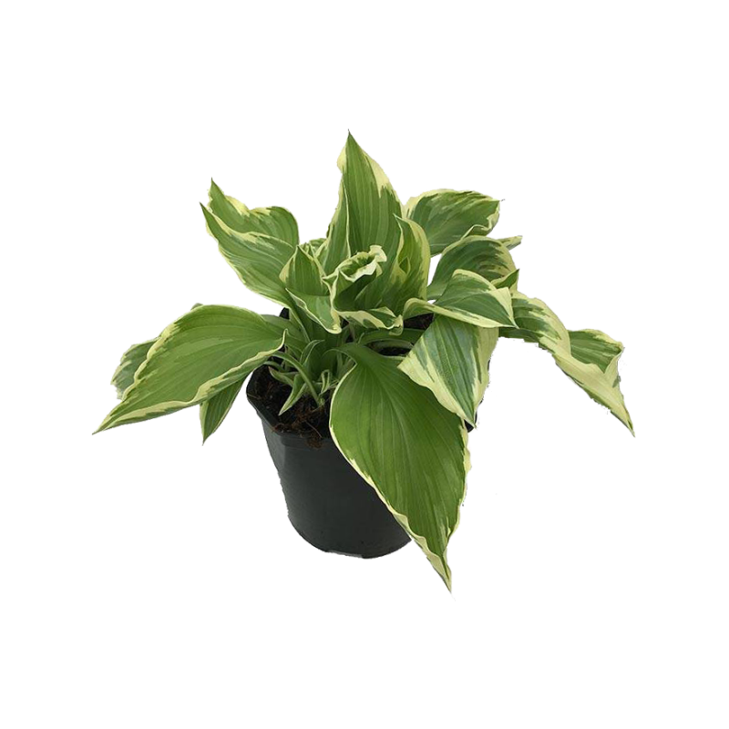 Hosta Albomarginata 