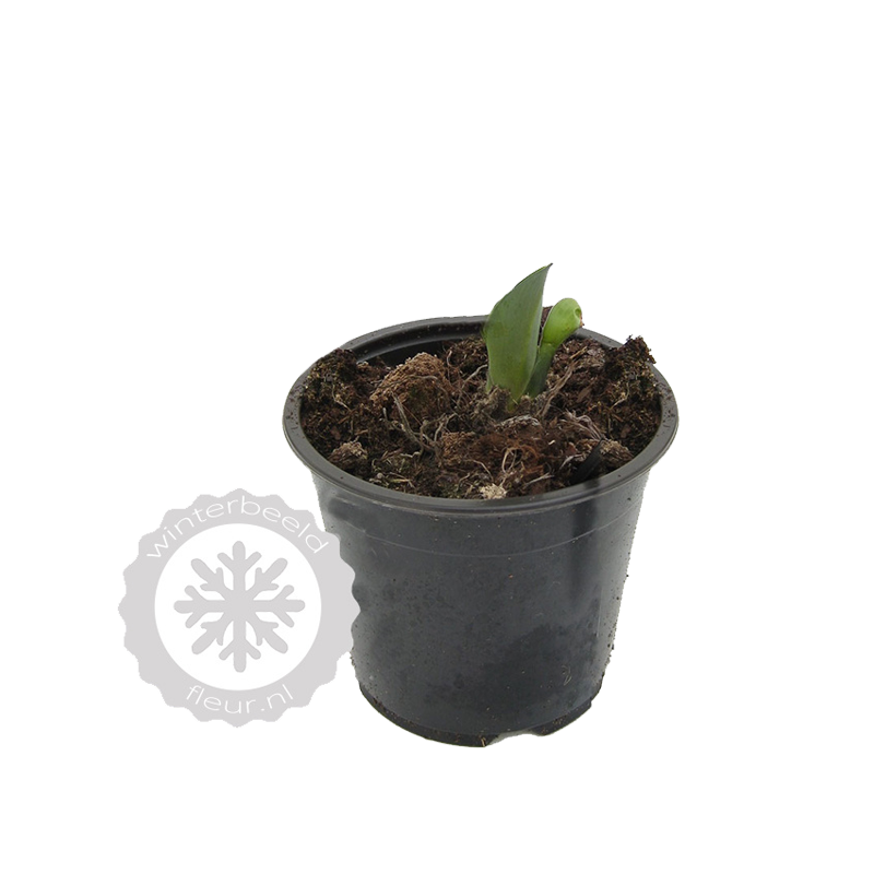 Hosta Elegans