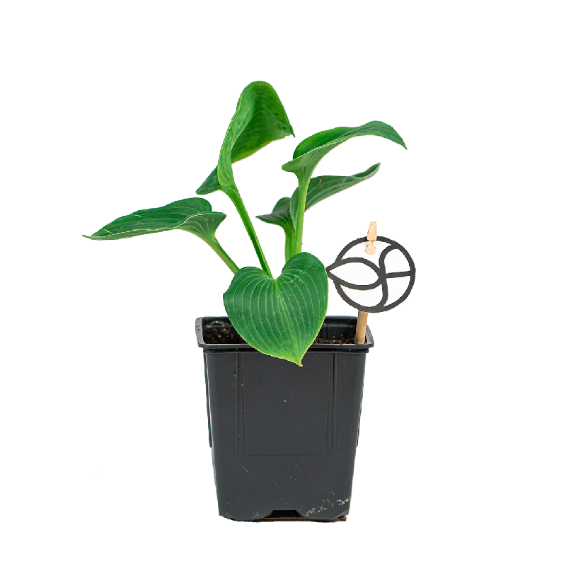 Hosta Elegans
