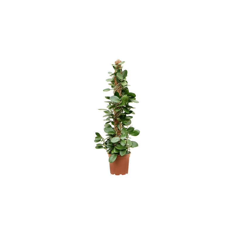 Hoya australis 