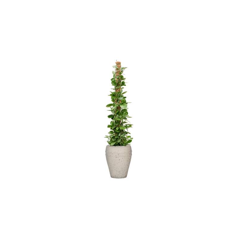 Hoya australis 