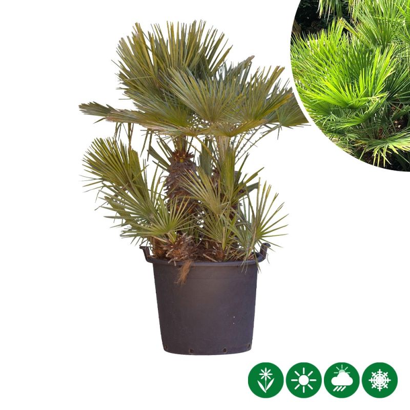 Chamaerops humilis - meerstammig