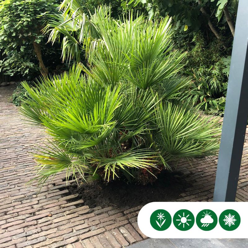 Chamaerops humilis - meerstammig