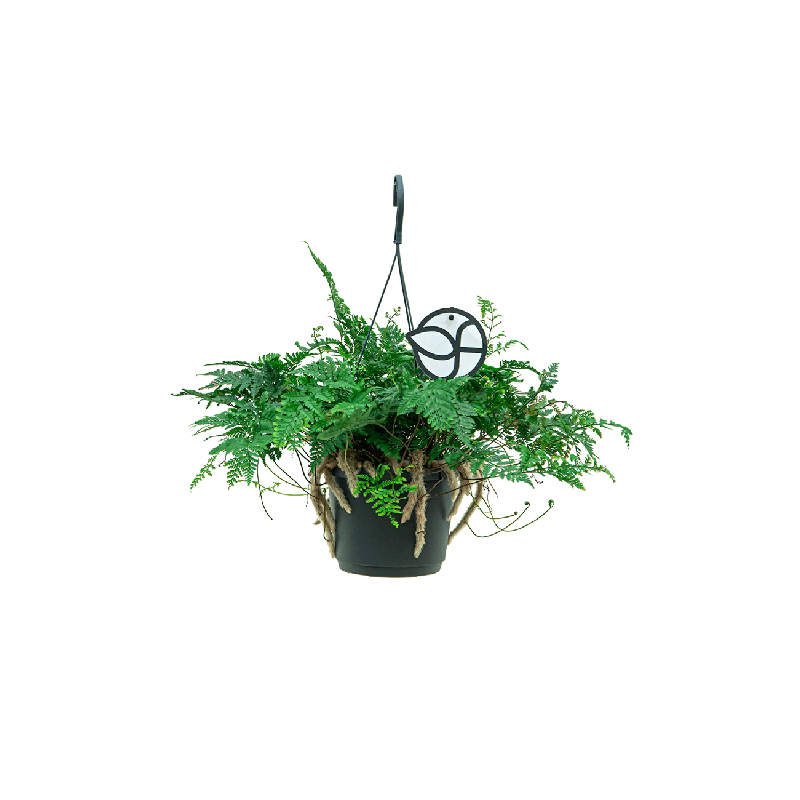 Humata teyermanii